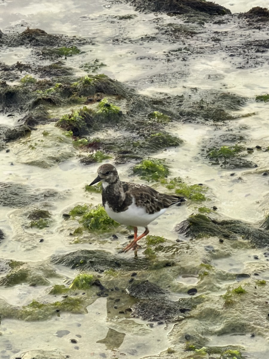 Ruddy Turnstone - ML646581832