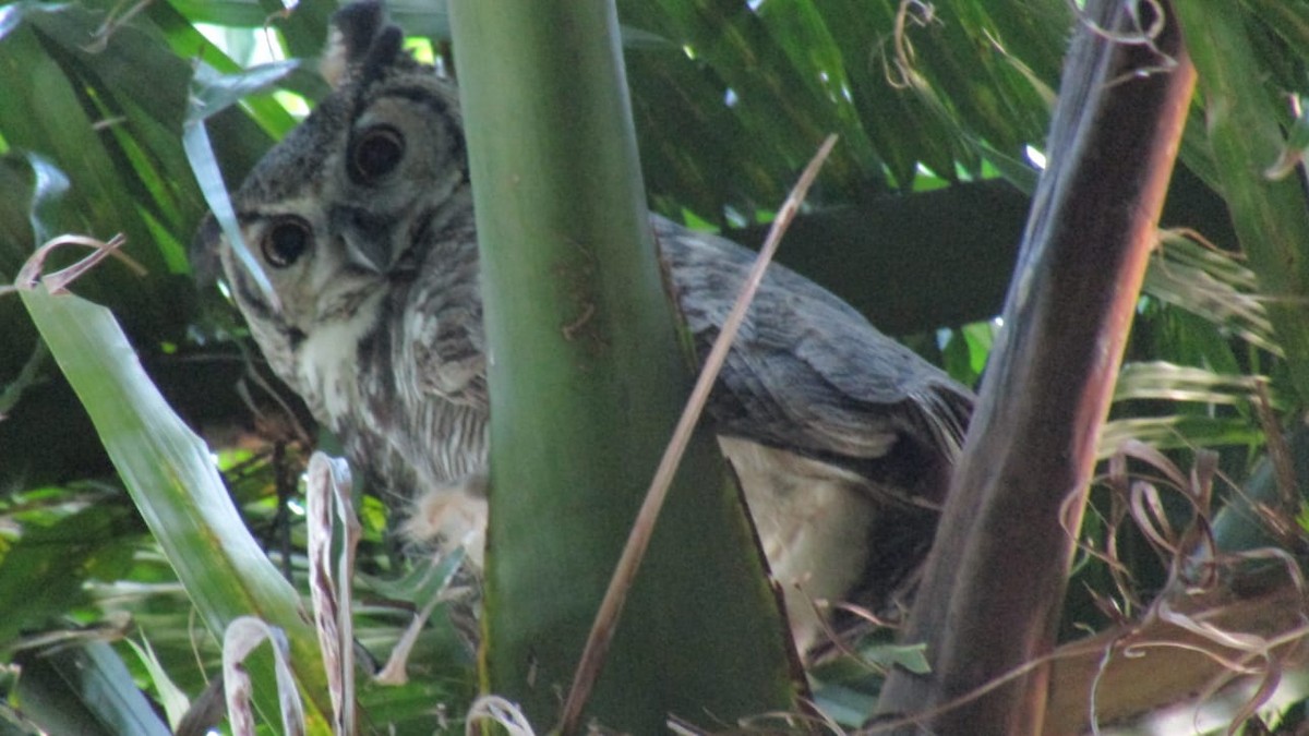 Great Horned Owl - ML646581833