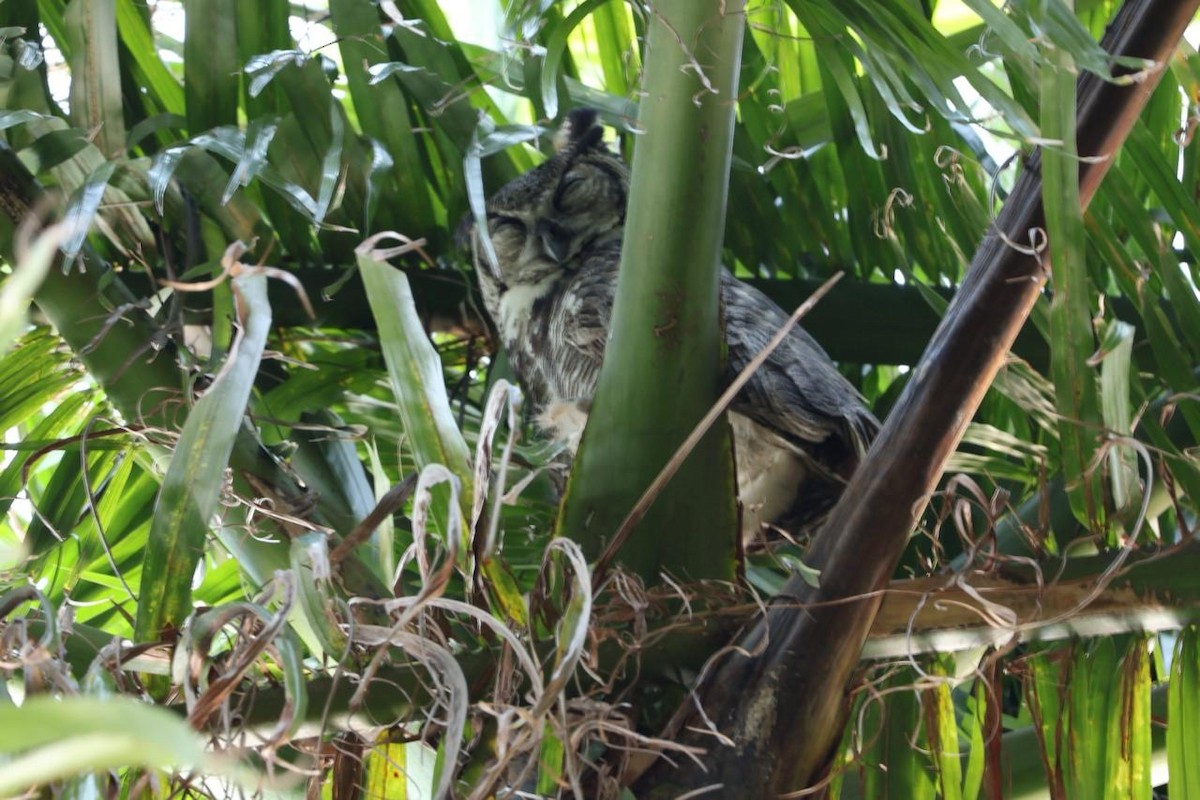 Great Horned Owl - ML646581834