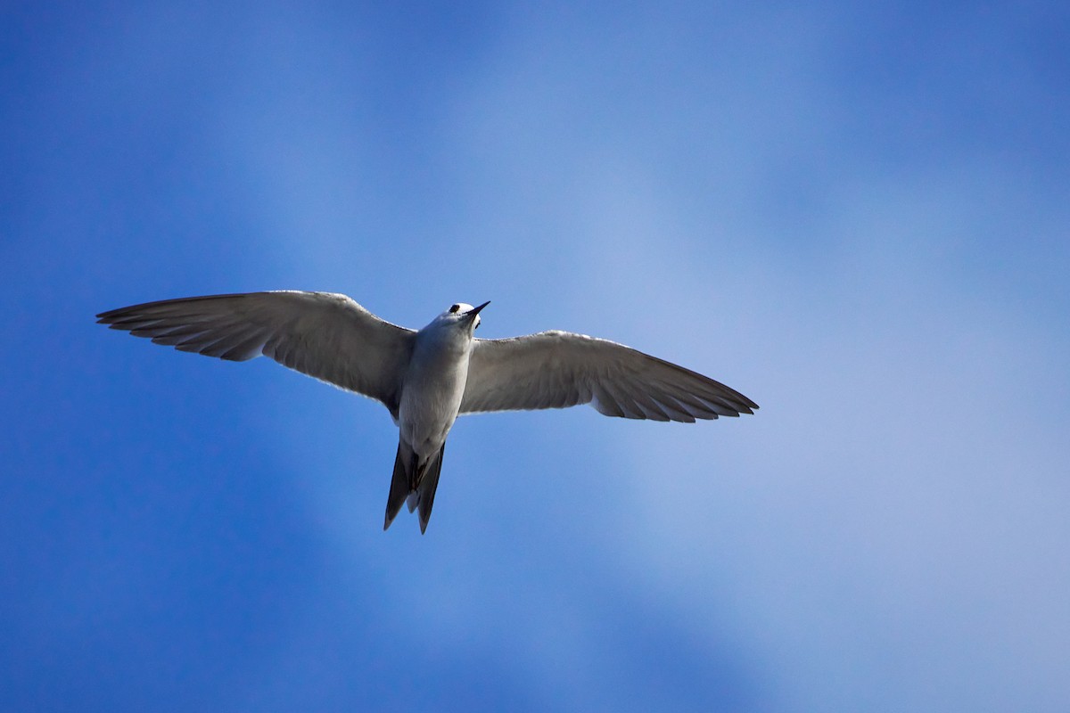 grånoddy - ML646581836