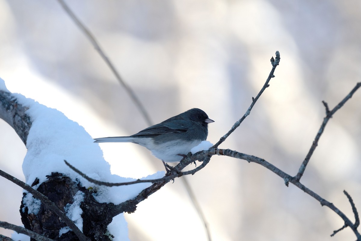 Junco Ojioscuro - ML646581837