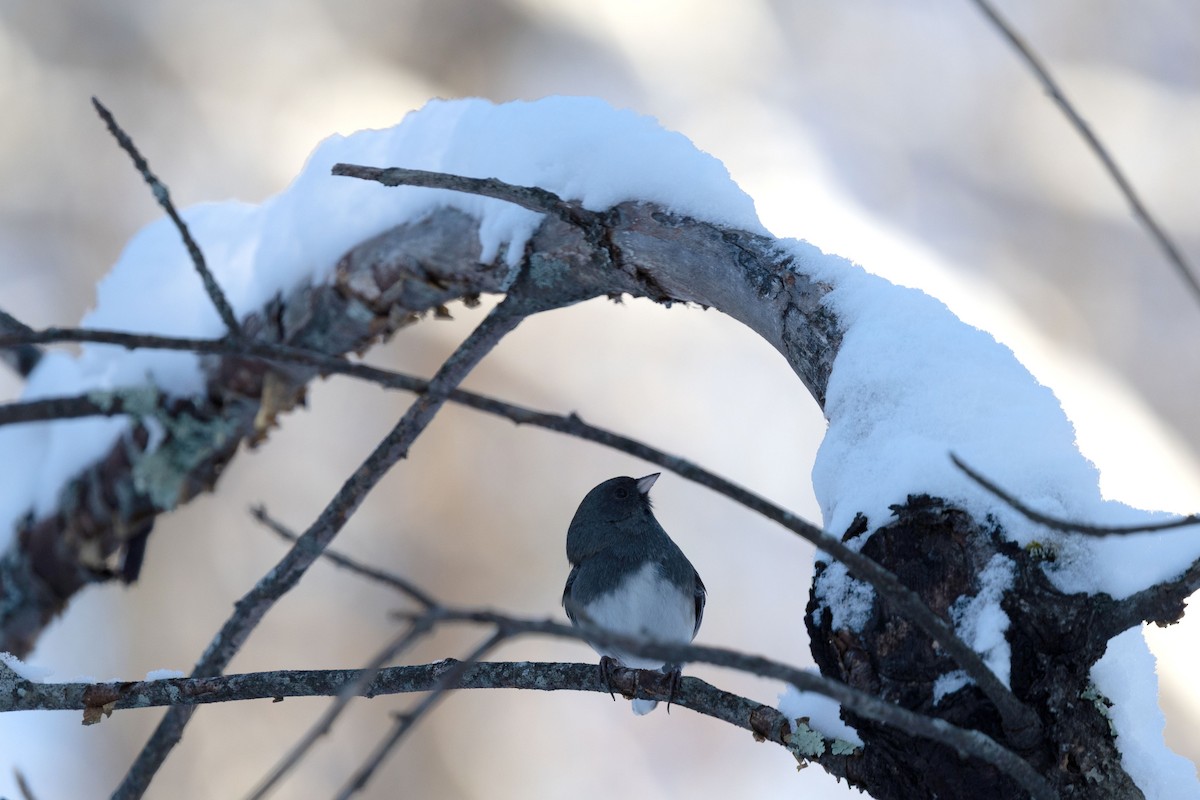 Junco Ojioscuro - ML646581838