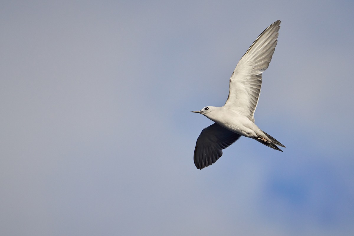 grånoddy - ML646581840