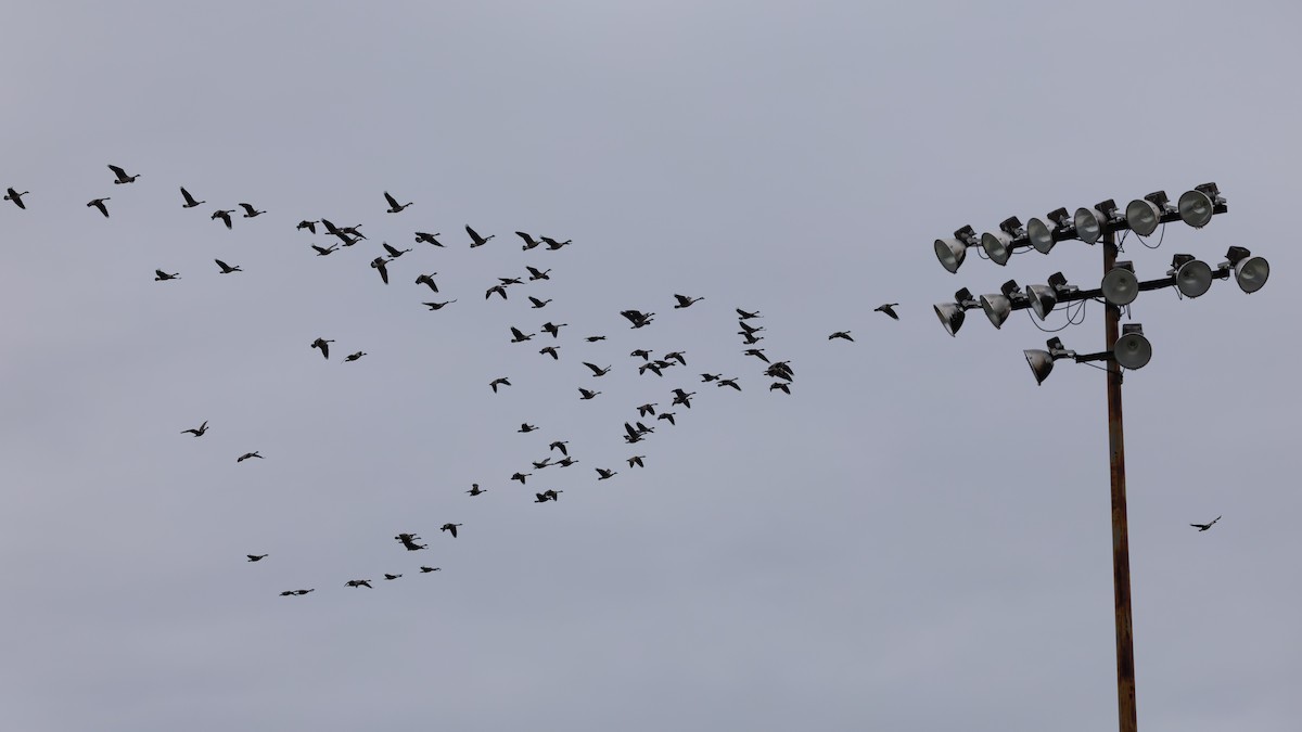Canada Goose - ML646581841