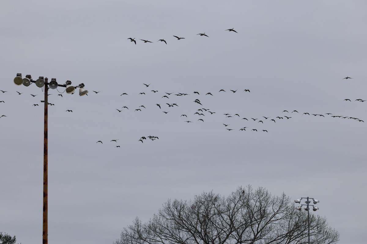 Canada Goose - ML646581842