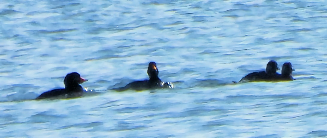 Pazifiktrauerente - ML646581843