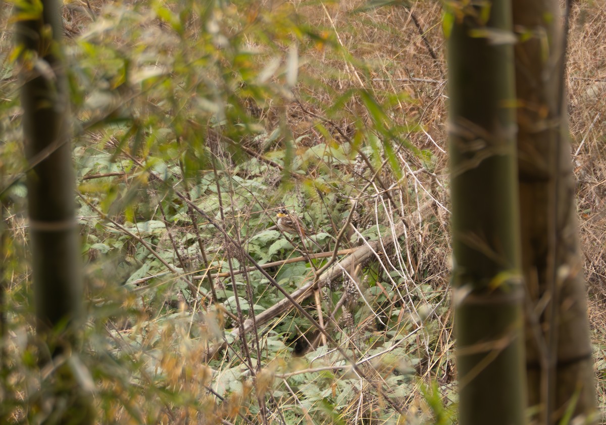 Yellow-throated Bunting - ML646581844