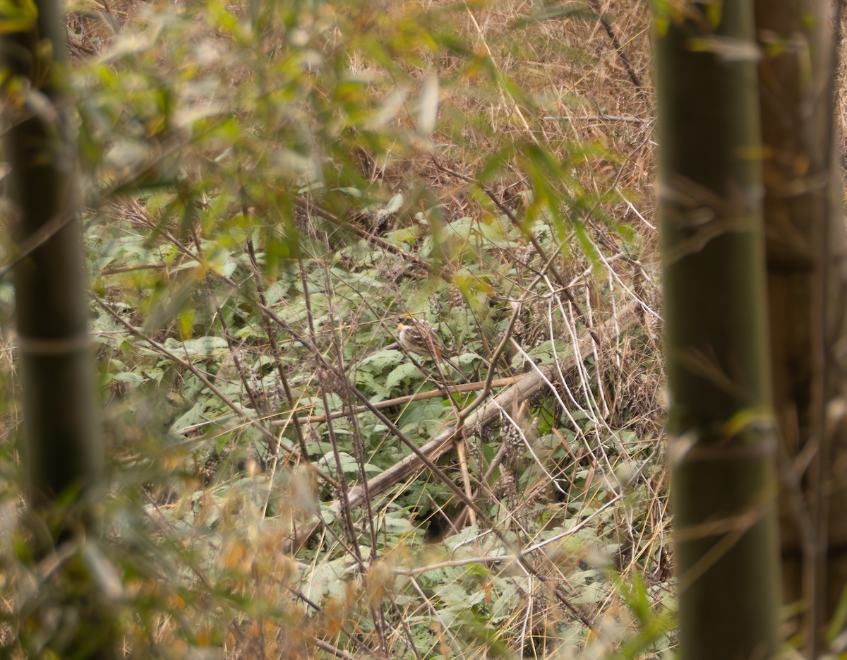 Yellow-throated Bunting - ML646581845