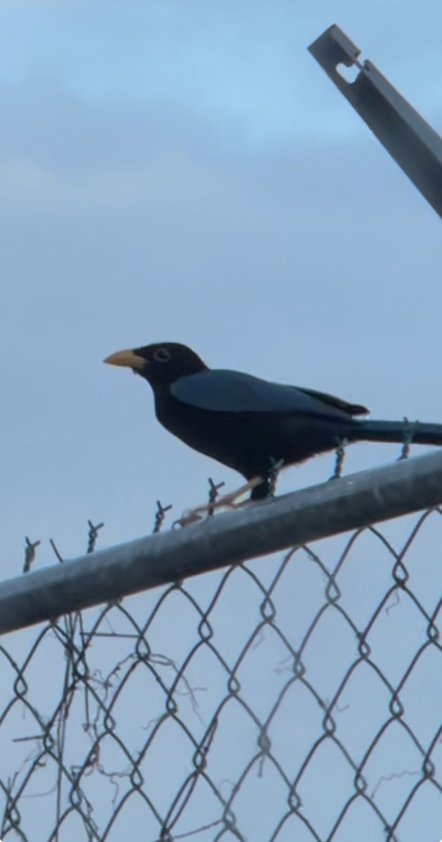 Yucatan Jay - ML646581848
