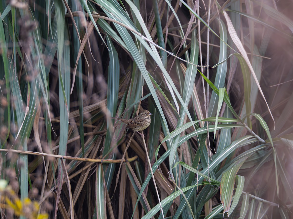 Black-faced Bunting - ML646581849