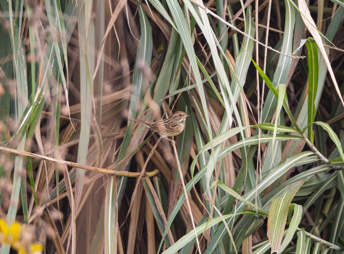 Black-faced Bunting - ML646581850