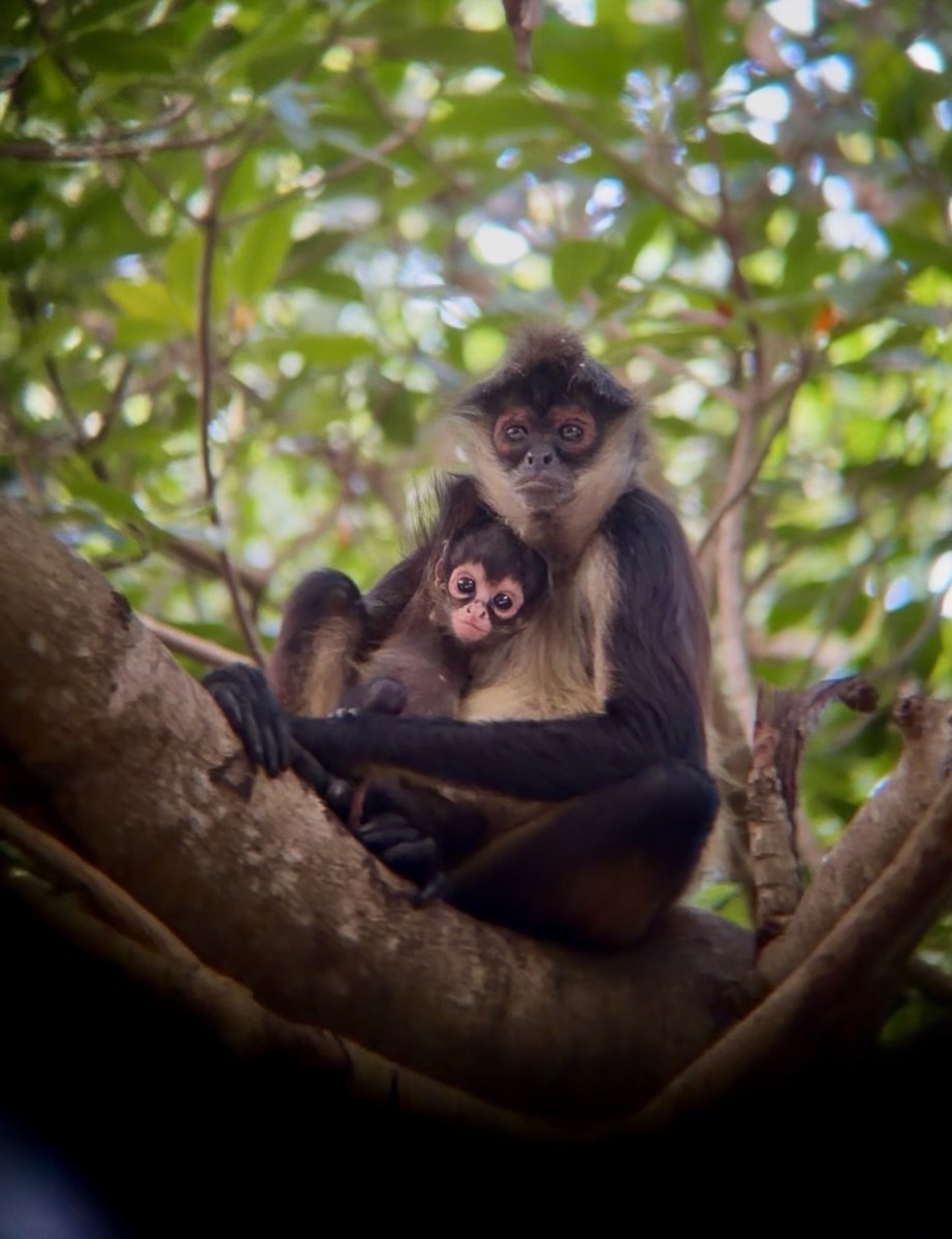 Animals - ML646581851