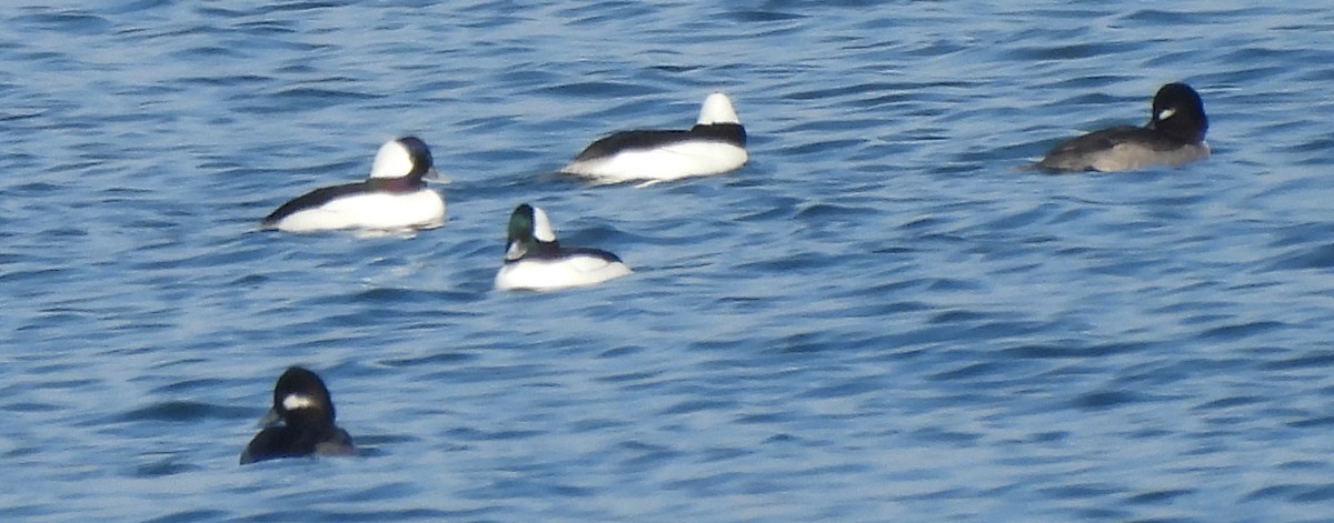 hohol bělavý - ML646581854