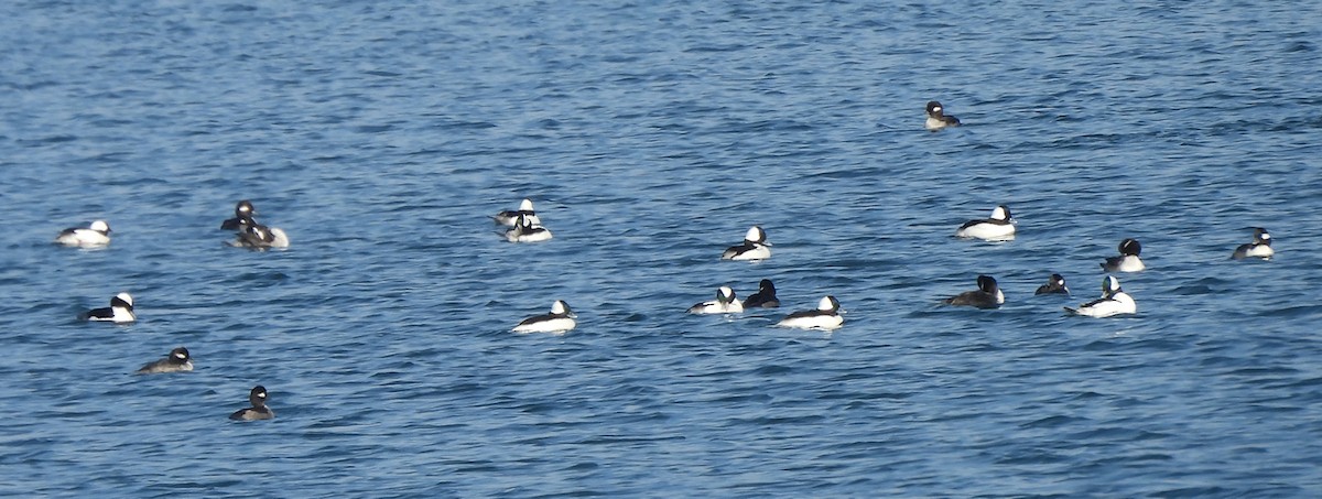 hohol bělavý - ML646581855