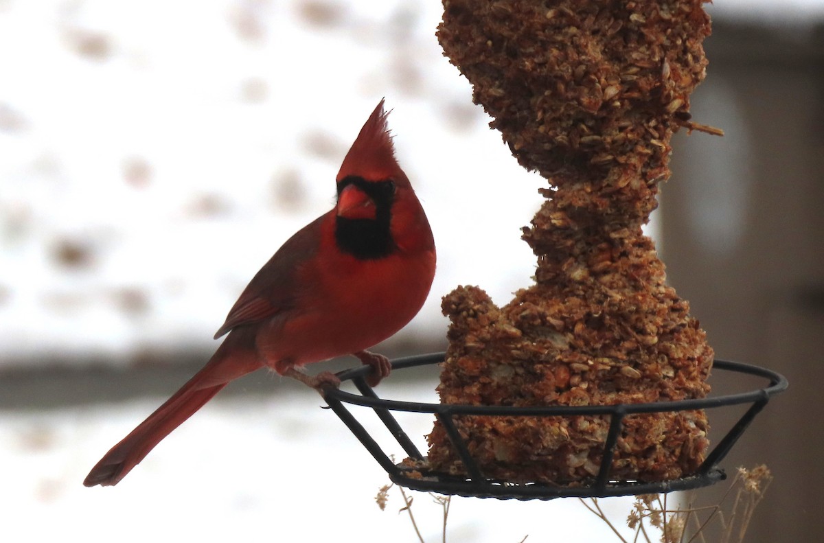 Northern Cardinal - ML646581857
