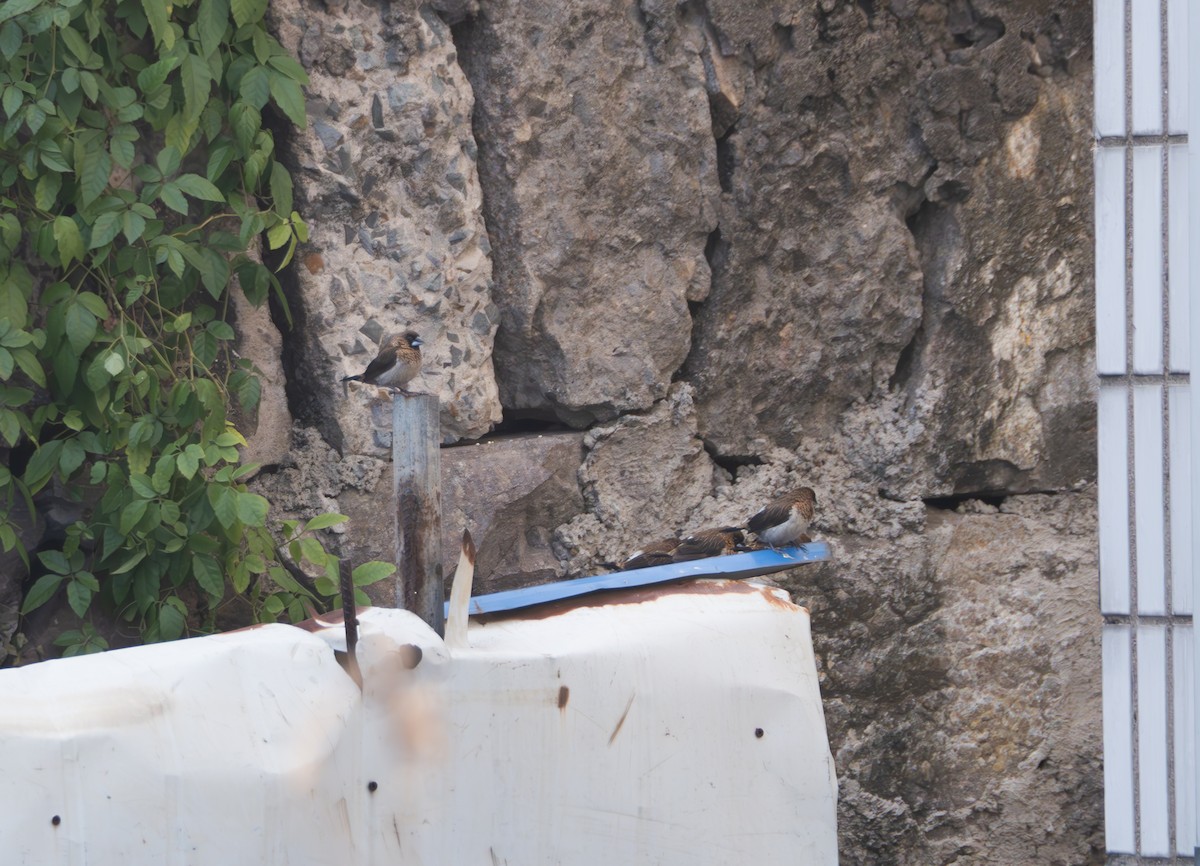White-rumped Munia - ML646581858