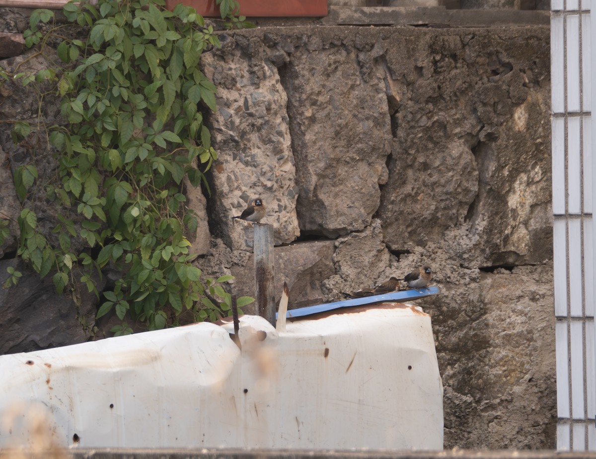 White-rumped Munia - ML646581859