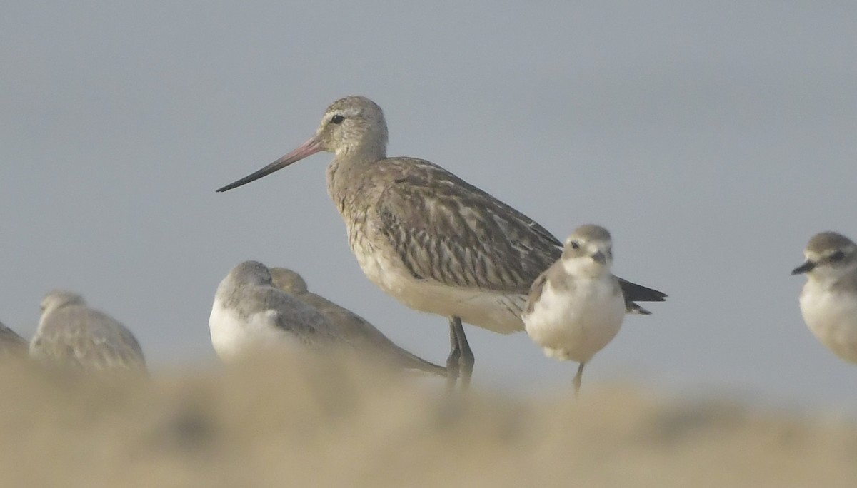 Pfuhlschnepfe - ML646581862