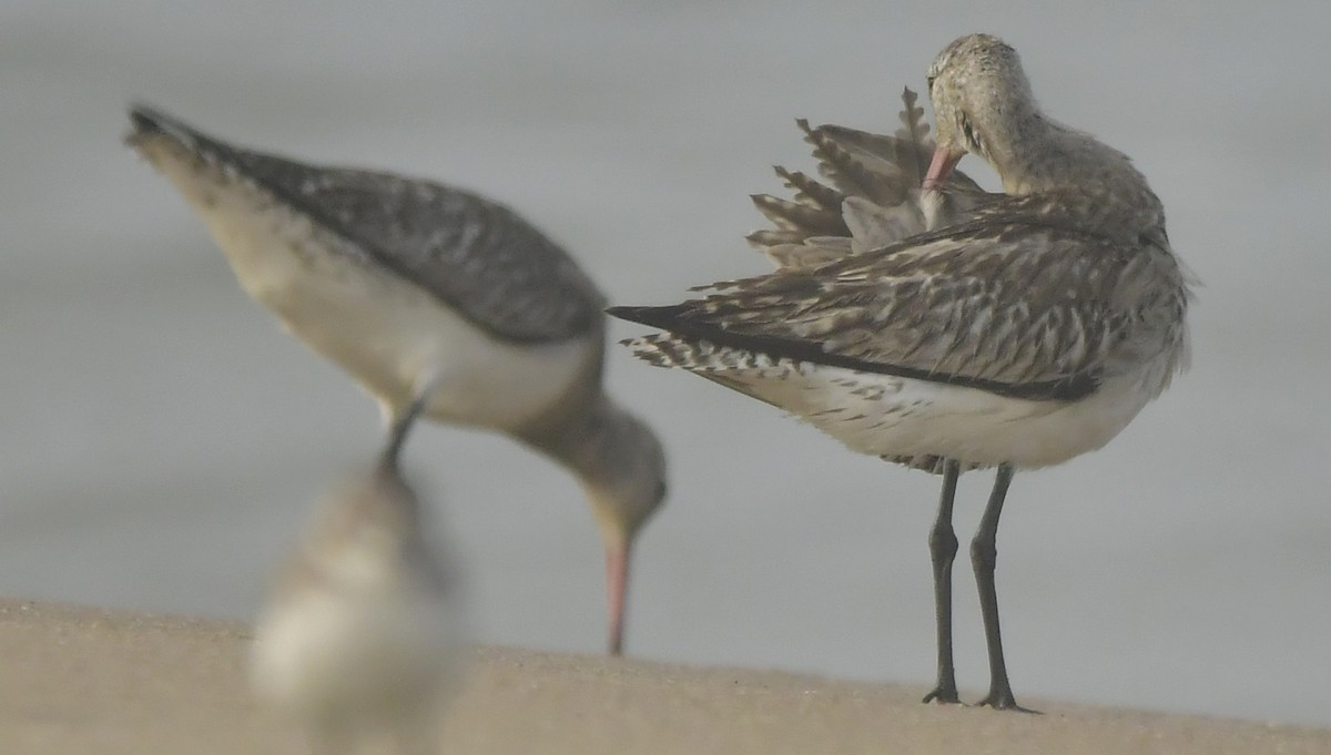 Pfuhlschnepfe - ML646581863