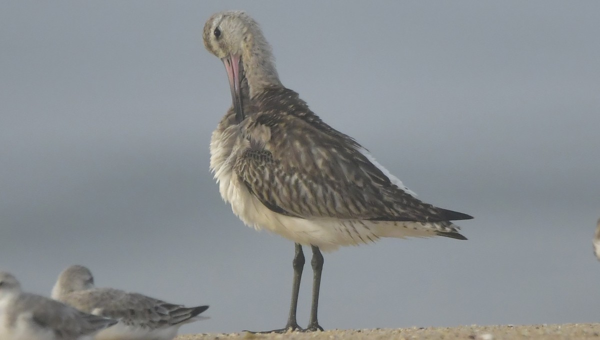 Pfuhlschnepfe - ML646581864