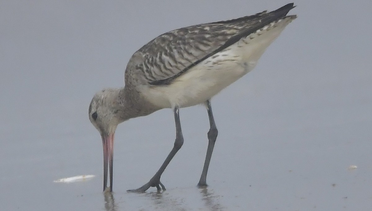 Pfuhlschnepfe - ML646581866