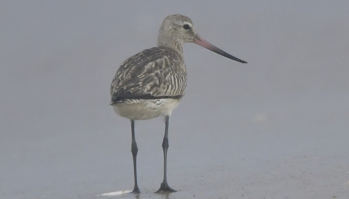 Pfuhlschnepfe - ML646581868