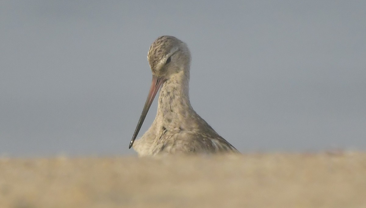 Pfuhlschnepfe - ML646581869