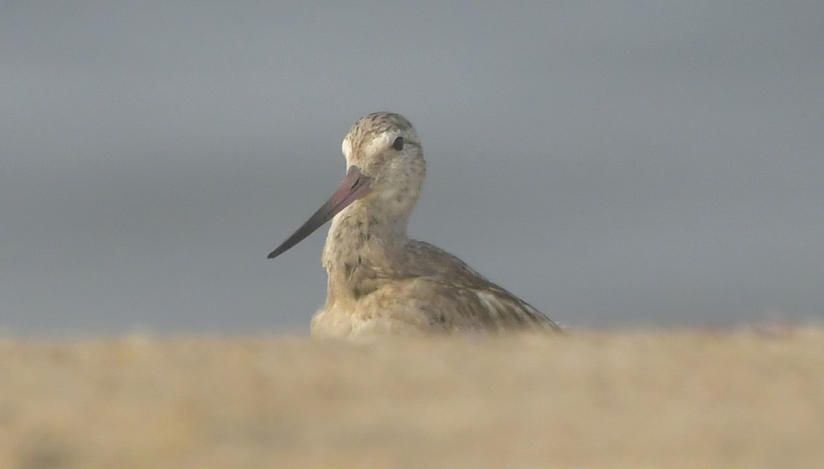 Pfuhlschnepfe - ML646581870