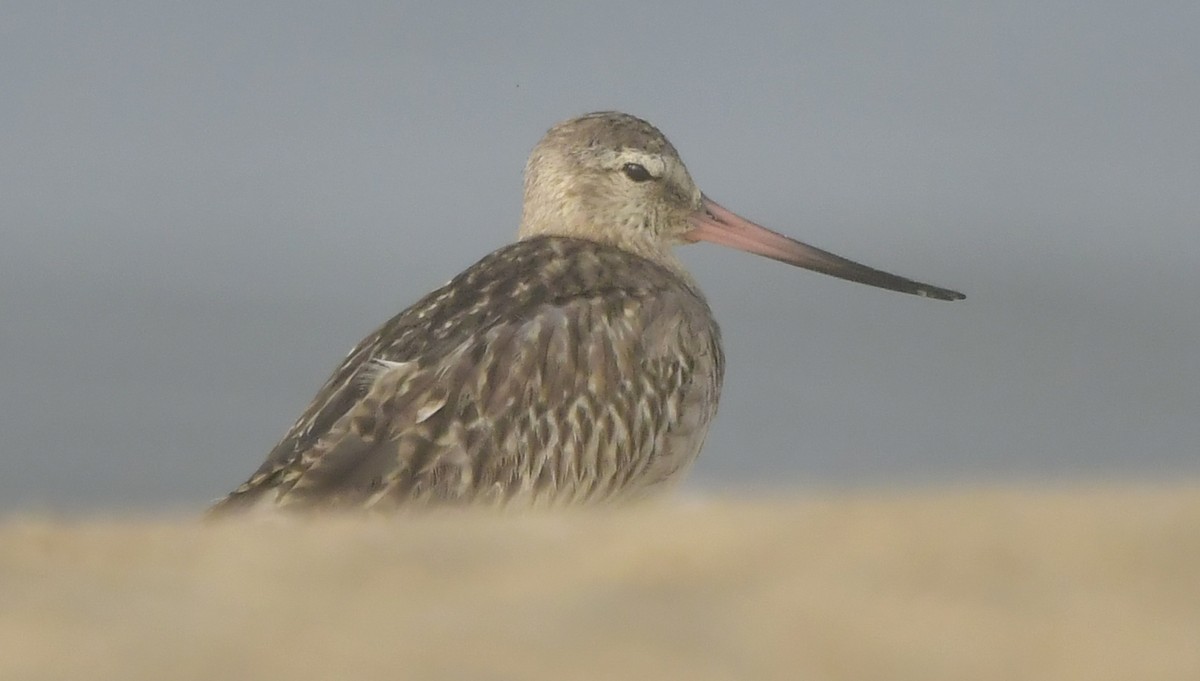 Pfuhlschnepfe - ML646581871