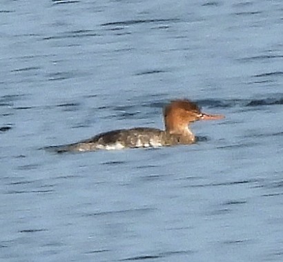 Red-breasted Merganser - ML646581873