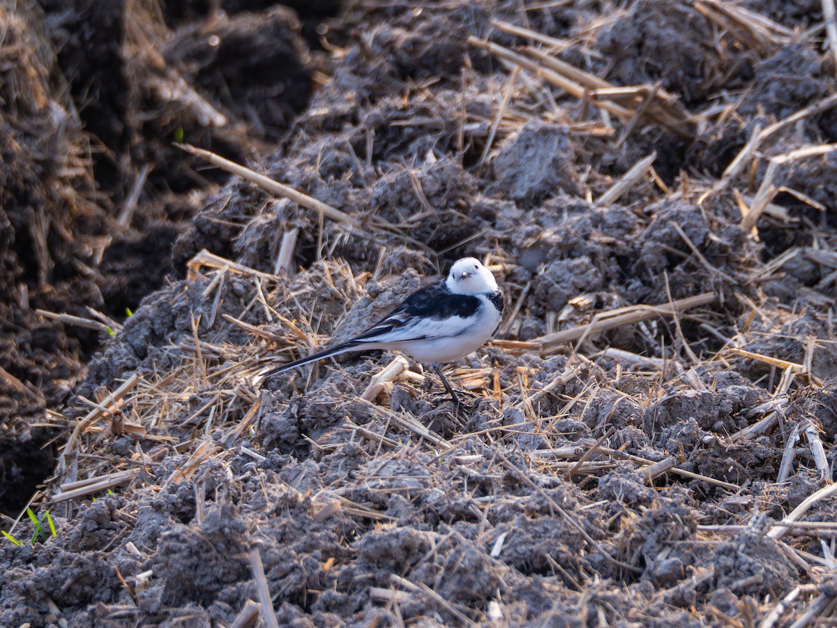 White Wagtail - ML646581876