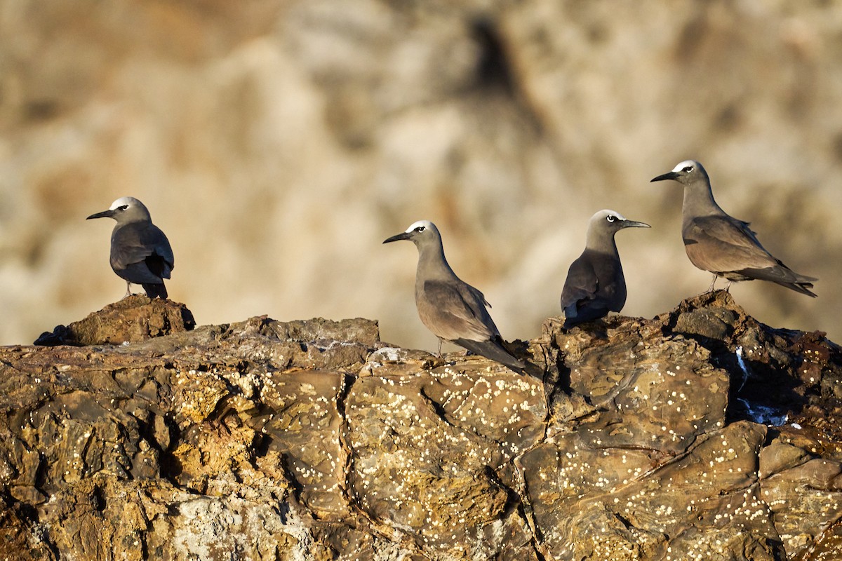 Brown Noddy - ML646581877