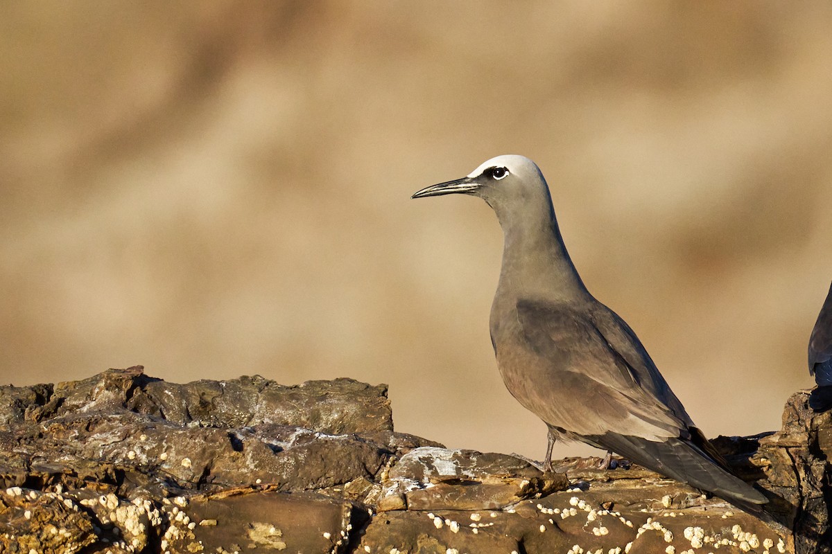Brown Noddy - ML646581878