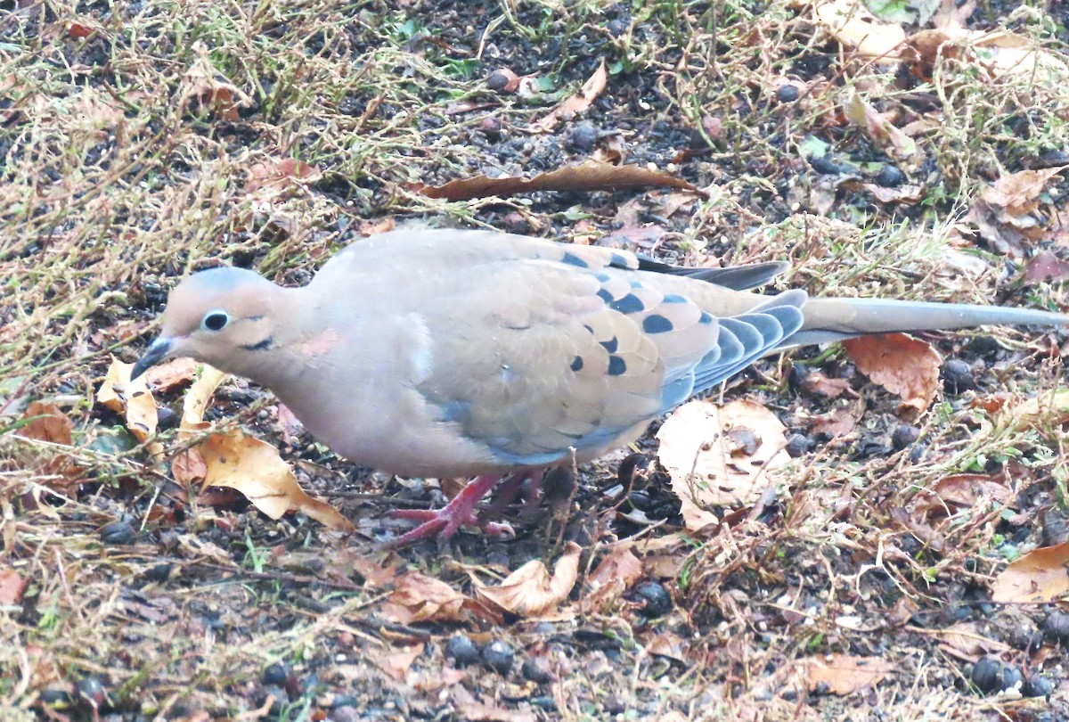 Mourning Dove - ML646581879