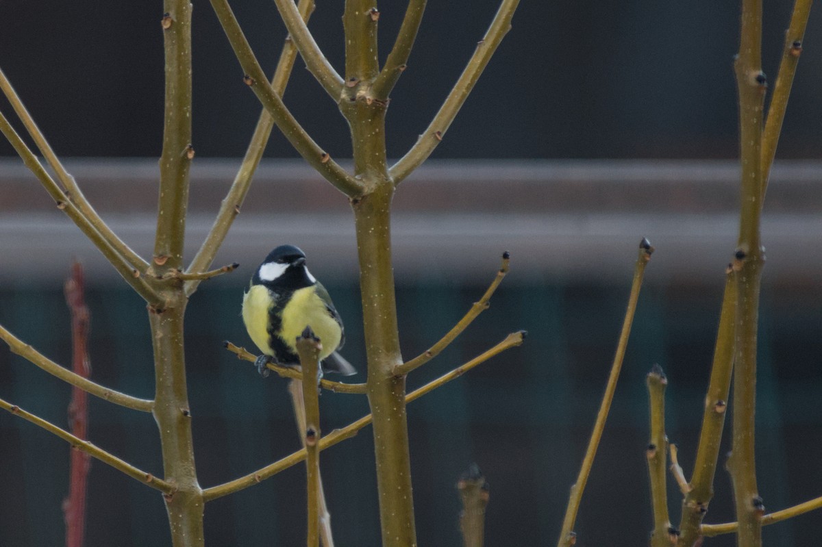 Great Tit - ML646581882