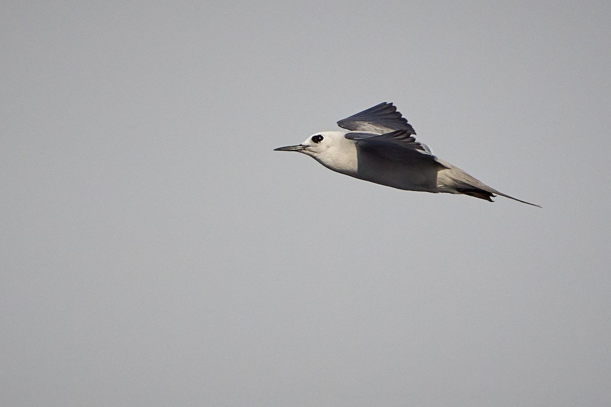 Gray Noddy - ML646581886