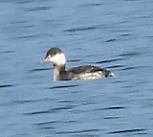 Txilinporta urrebelarria - ML646581899