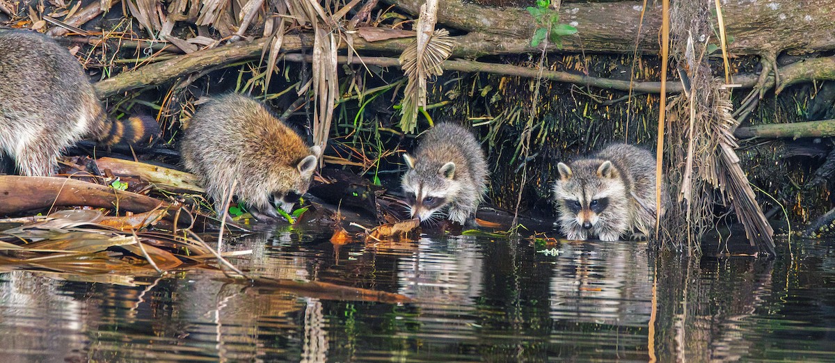 Florida Raccoon - ML646581905
