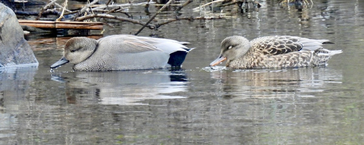 Gadwall - ML646581910