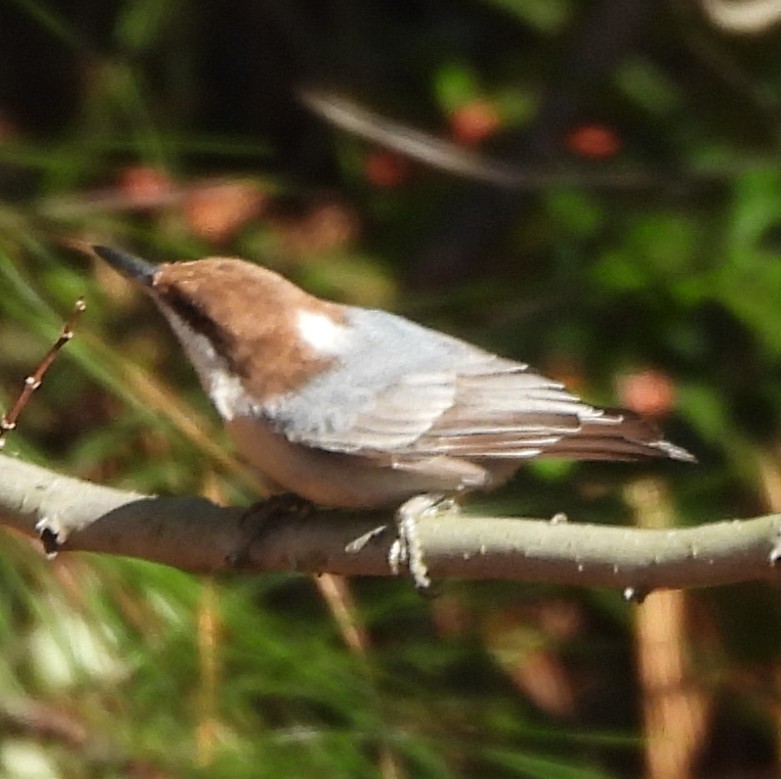 brhlík hnědohlavý - ML646581911