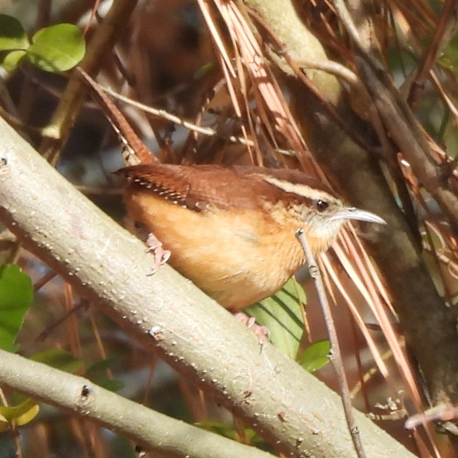 střízlík karolínský - ML646581916