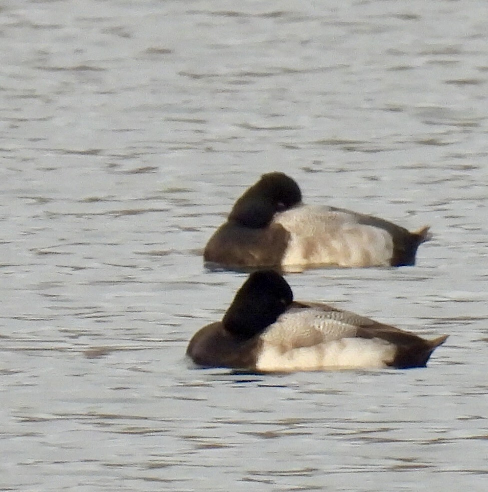 Lesser Scaup - ML646581918