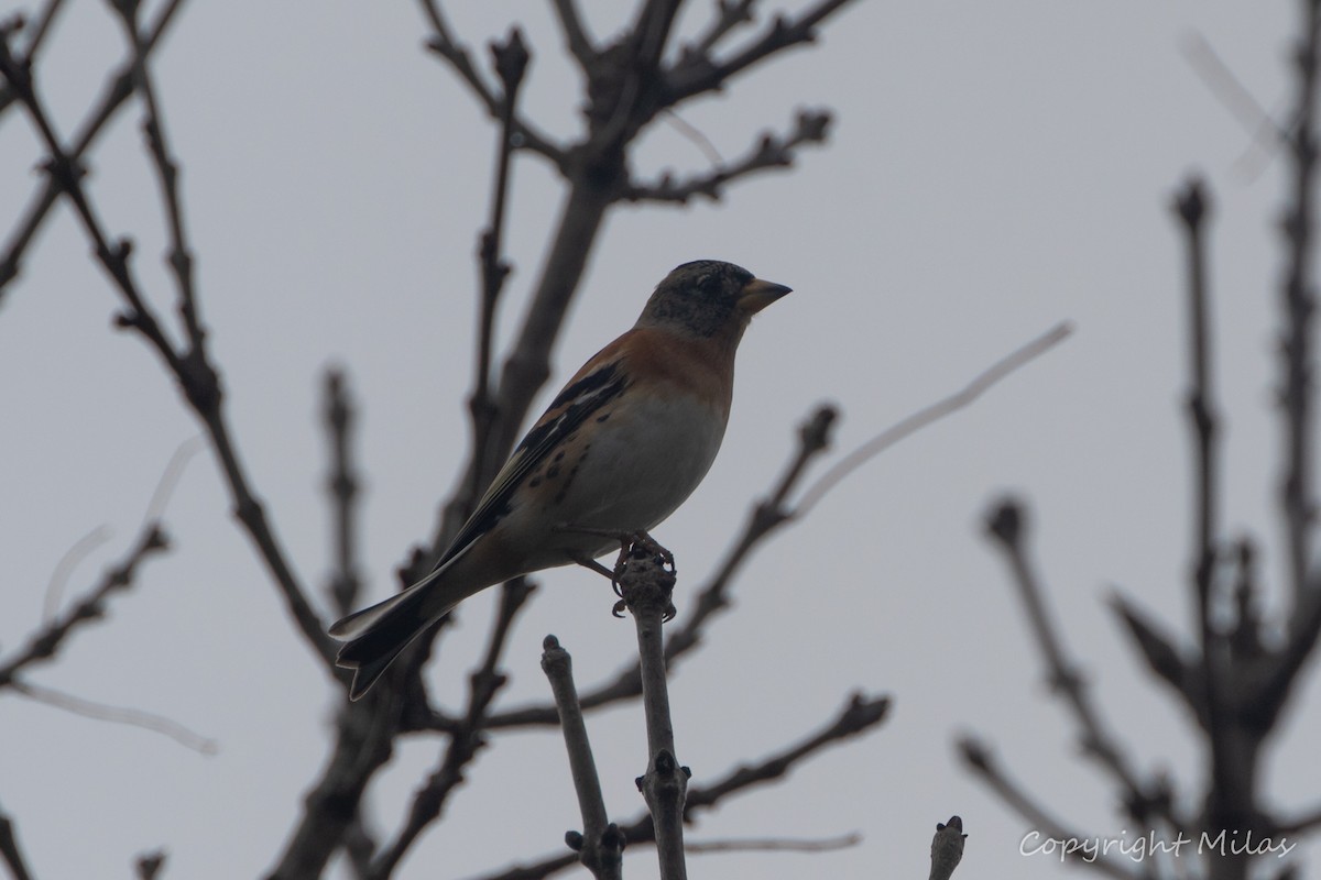 Вьюрок - ML646581921