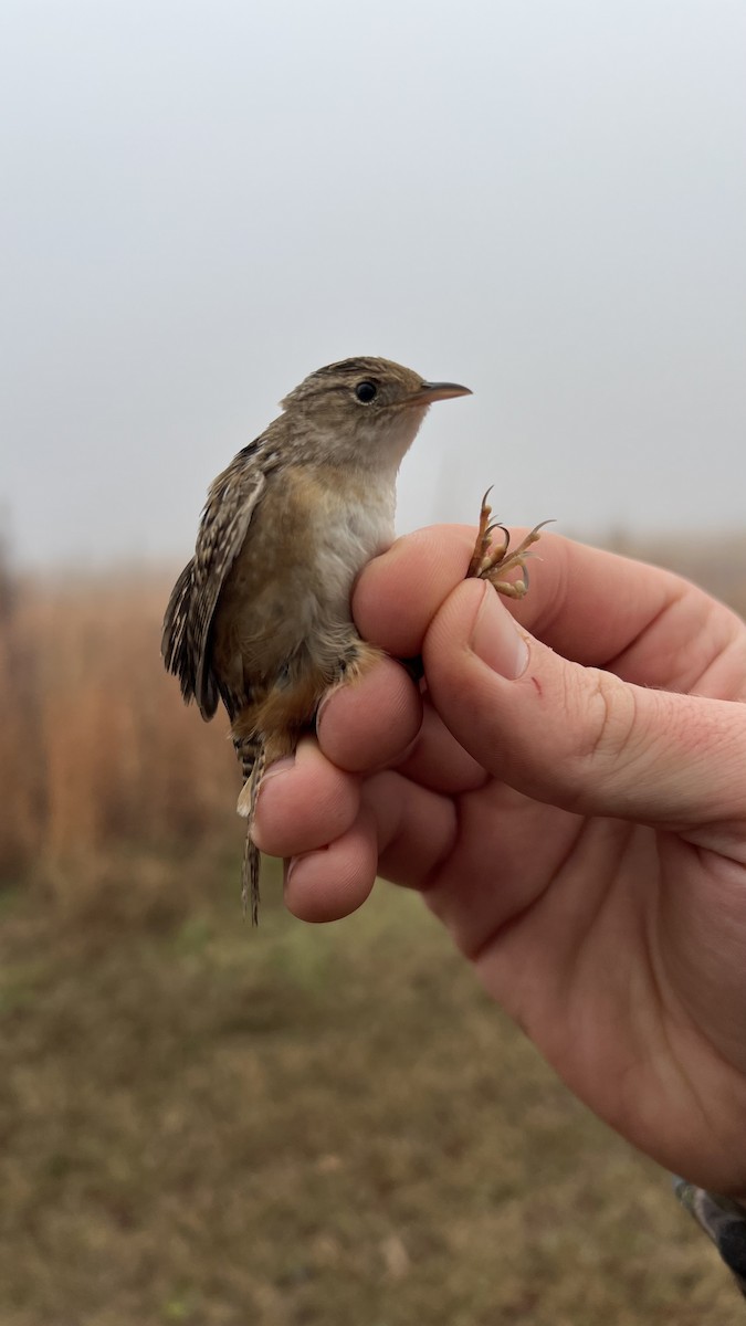 Sedge Wren - ML646581922