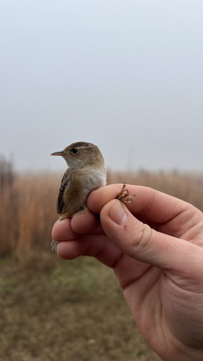 Sedge Wren - ML646581925
