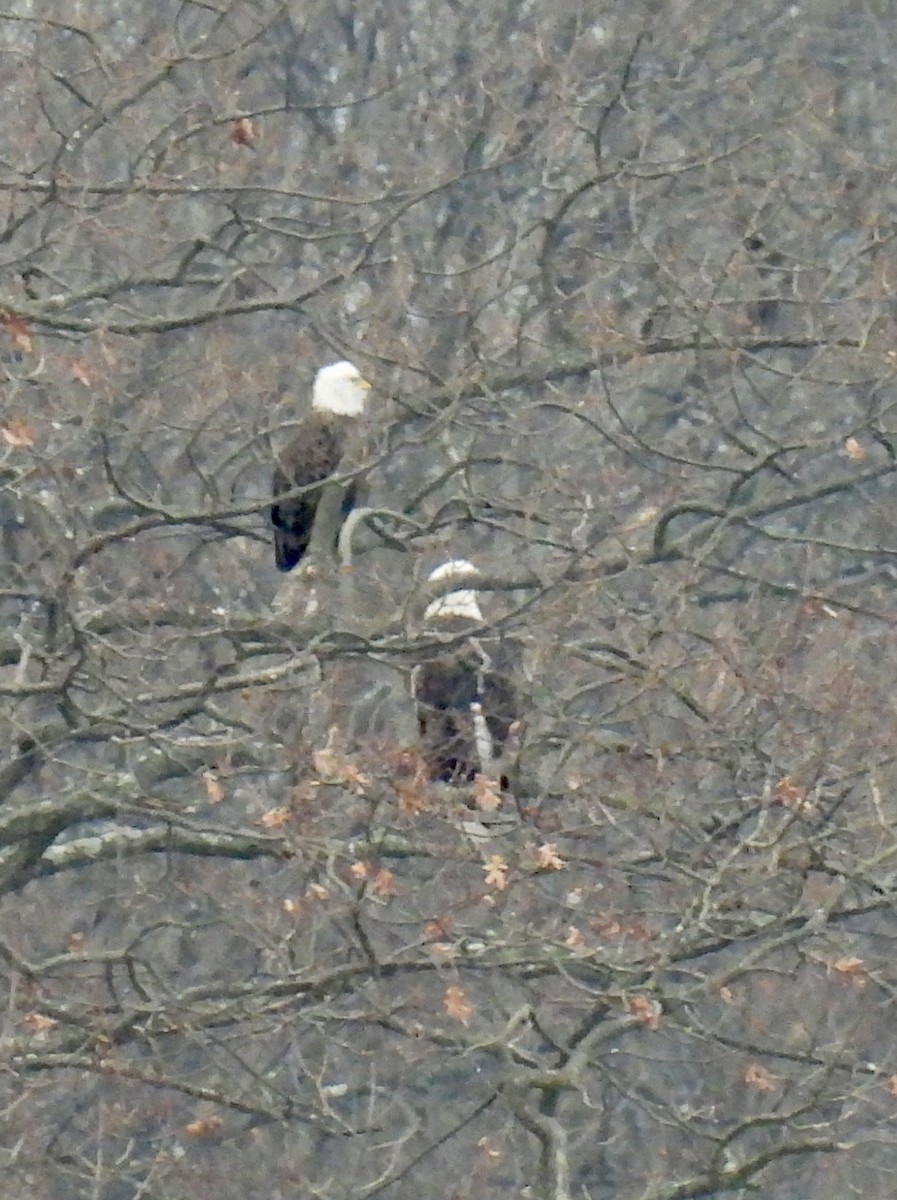 Bald Eagle - ML646581926