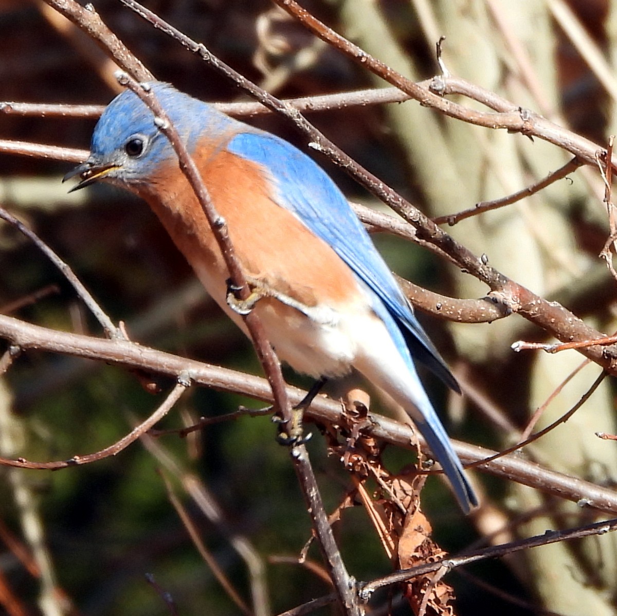 salašník modrý - ML646581927