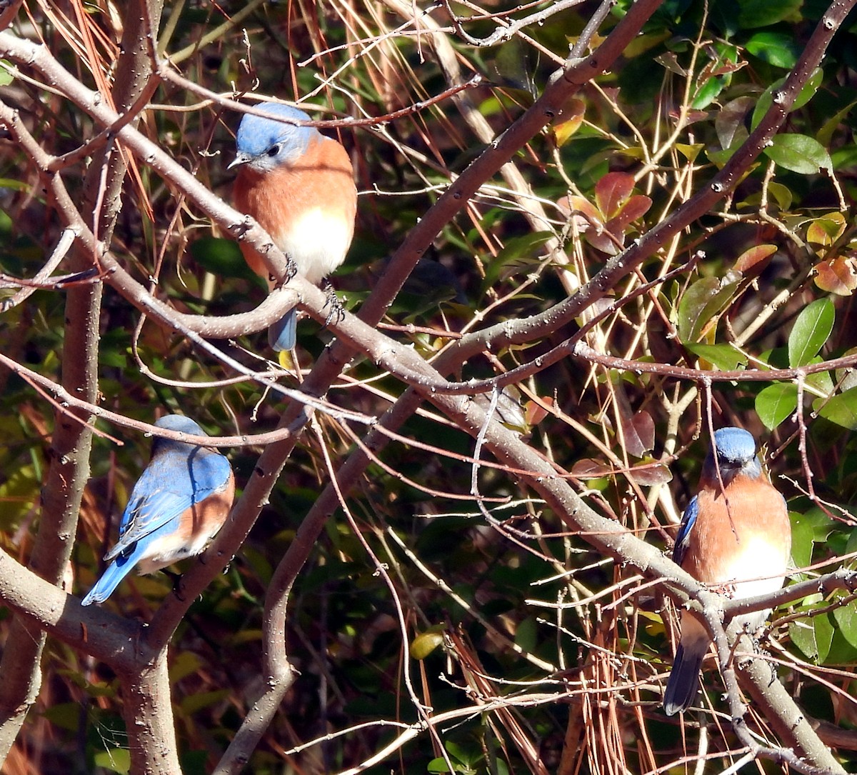 salašník modrý - ML646581928