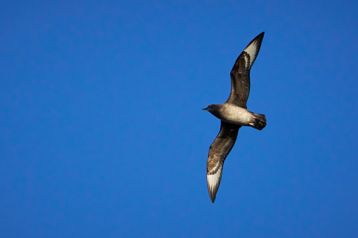 Kermadec Petrel - ML646581931