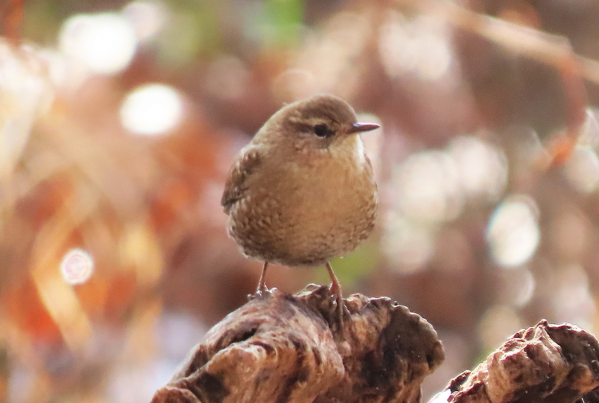 Winter Wren - ML646581939
